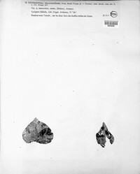 Phacidium lauri image